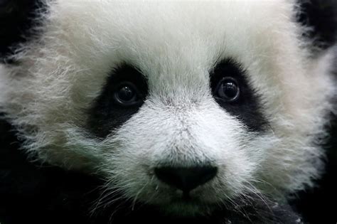 Second Fluffy Baby Panda Makes Debut at Zoo Negara & We Can't Handle ...