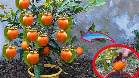 Grafting Persimmon Fruit With Aloe Vera Successful How To Grow Persimmon Youtube