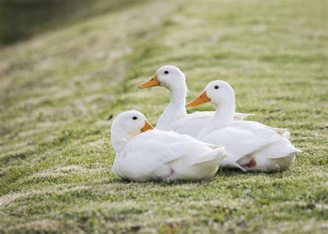 9 Things To Know Before Keeping Ducks As Pets Chickens And More