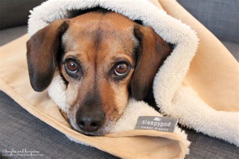 Tips To Keep Your Pets Warm Safe This Winter Beagles Bargains