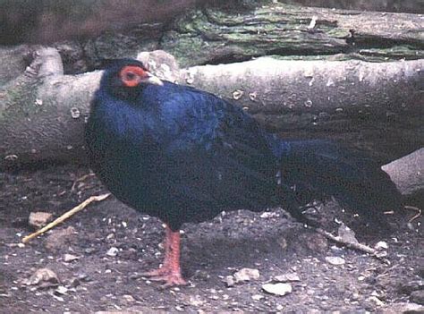 Imperial Pheasant (Lophura imperialis) | Pet birds, Animals, Birds