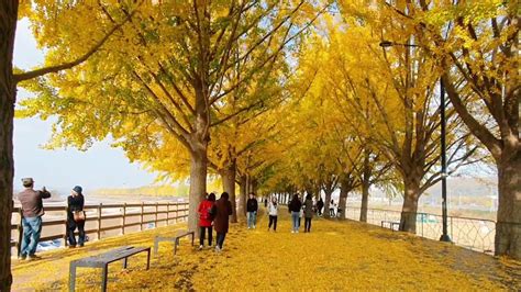 ASAN GINGKO TREE ROAD A MUST VISIT PLACE TO ENJOY THE BEAUTY OF AUTUMN