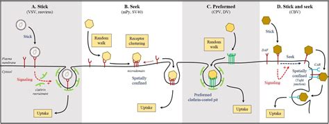 Viruses Free Full Text Dynamics Of Virus Receptor Interactions In