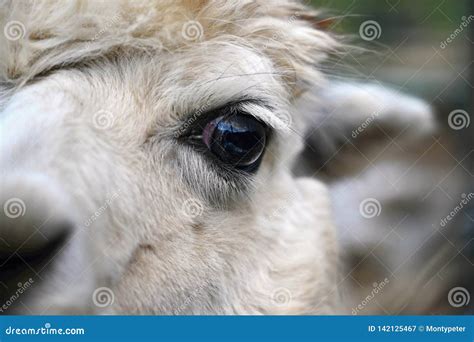 Eye of a Llama. Detailed Photo of Animal Eye Stock Image - Image of ...