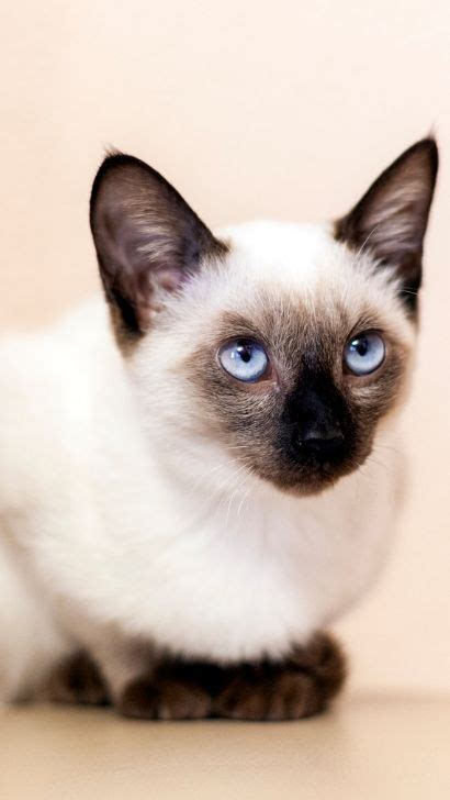 Do All Siamese Cats Have Blue Eyes? Why Do Siamese Cats Have Blue Eyes?