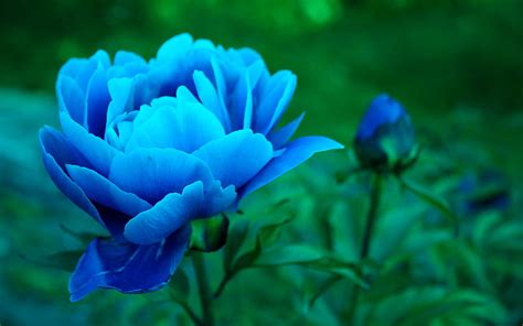 1170x2532px | free download | HD wallpaper: Blue Peonies | Wallpaper Flare