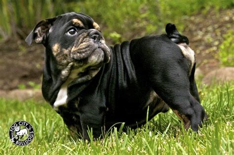 Black And Tan English Bulldog Check It Out Now Bulldogs