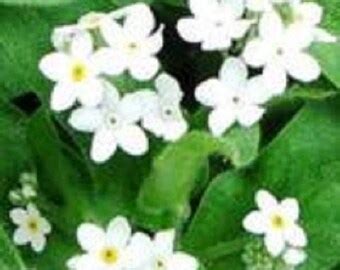 Pure White Heirloom Forget Me Not Perennial Flower Seeds Etsy