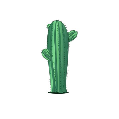 Hand Painted Cactus Png Image Cactus Plant Hand Painted Illustration