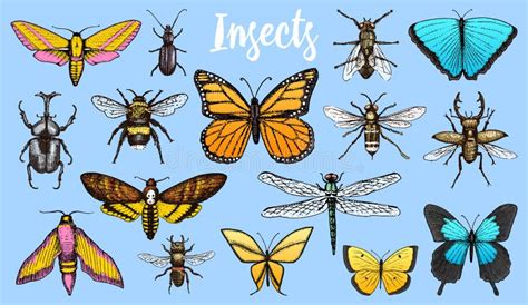 Diversos Insectos Fijados Abeja De La Mariposa Y De La Libélula Del