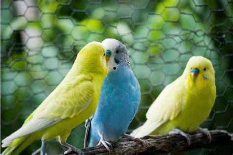 Can Parakeets Talk? How do you teach a parakeet to talk?