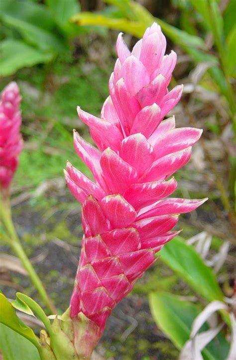 Alpinia Purpurata Tomi Pink Ginger – Aloha Tropicals