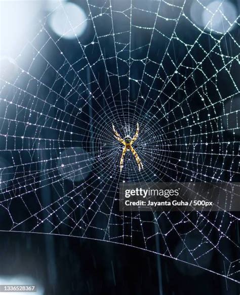 2,783 Spider Web Forest Stock Photos, High-Res Pictures, and Images - Getty Images