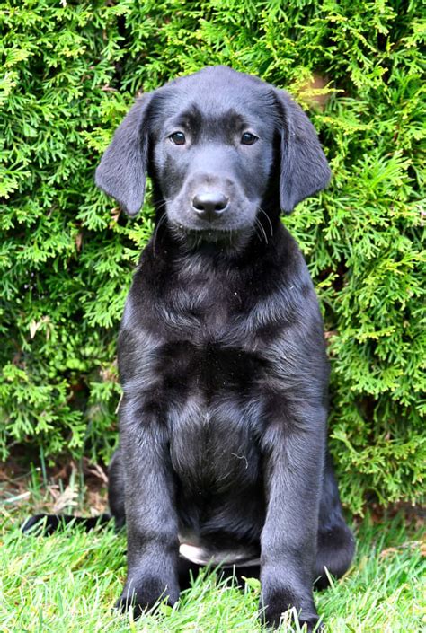 Willow Labrador Retriever Puppy For Sale In Penn Yan Ny Lancaster