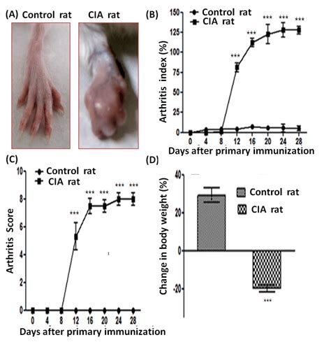 Representative Photographs Of A Hind Paws Of Control And Cia Rats