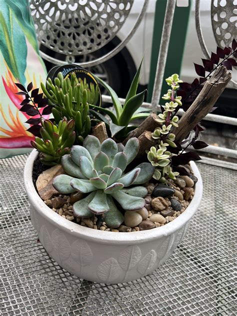 Large Succulent Terrarium 1 Of 1 Castlemaine Floristry