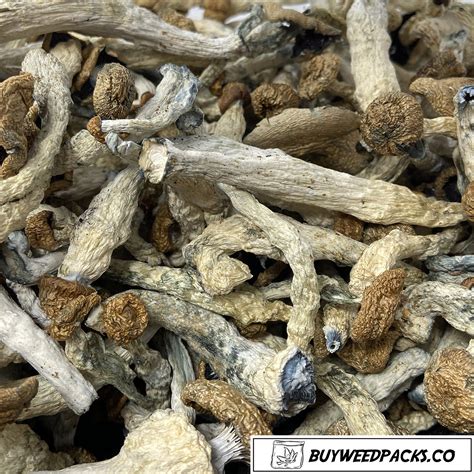 Melmac Magic Mushrooms Buy Shrooms Online Buyweedpacks