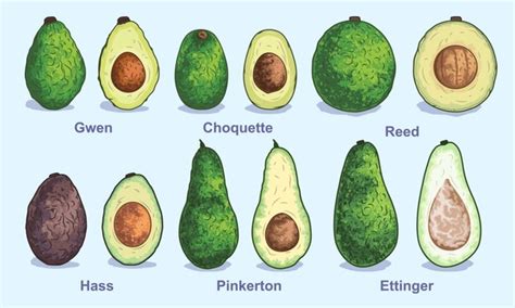 How Many Different Types Of Avocados Are There