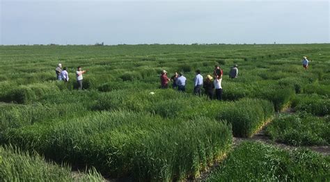 Hybridized Wheat 7 Years In The Making Agrilife Today