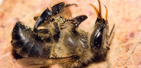 Bees Attracted to Dangerous Fungicides | Health Freedom Idaho