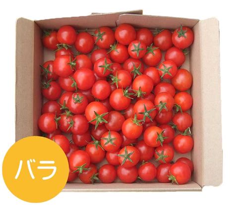 完熟フルーツミニトマト アイコ 良品 1キロ 無農薬栽培 新入荷 野菜