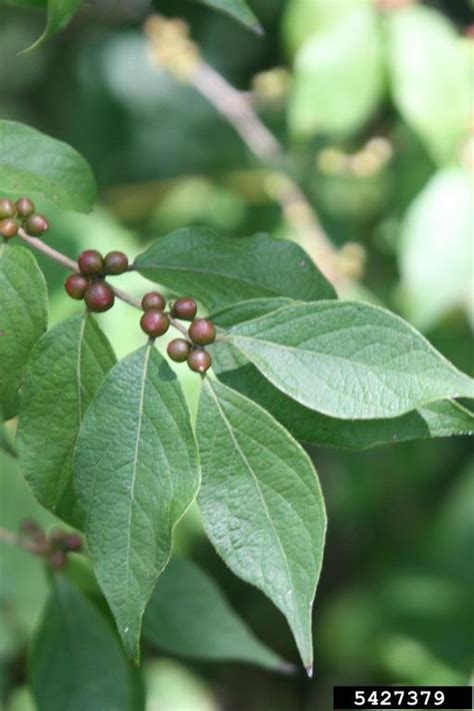 Amur Honeysuckle Lonicera Maackii Rupr Herder