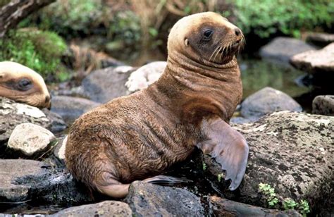 New Zealand Sea Lion – "OCEAN TREASURES" Memorial Library