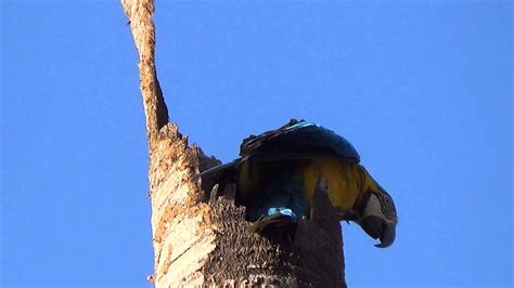 Blue And Yellow Macaw In The Nest Ara Ararauna Arara CanindÉ Ara