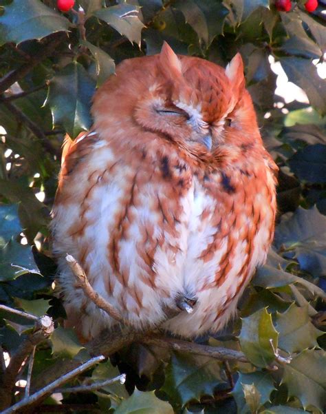 Garden Fool Eastern Screech Owl Red Morph