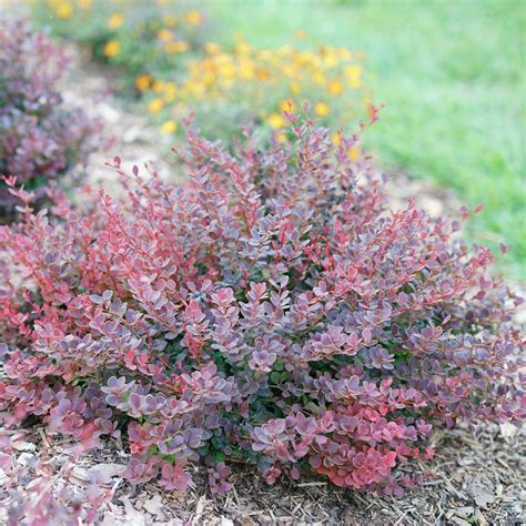 Sunjoy Citrus Barberry My Proven Winners ColorChoices