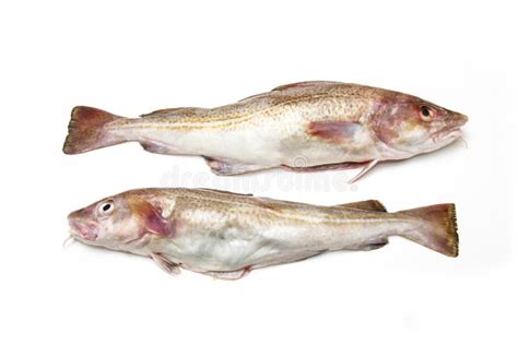 Whole Cod Fishes Stock Image Image Of Fresh Food Small 51781789