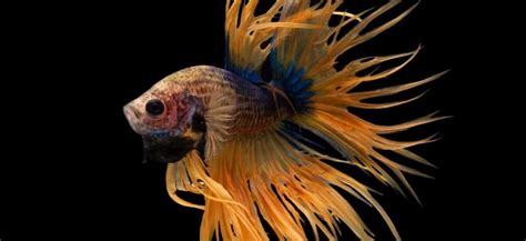 Betta Popeye Causes Symptoms And Treatment