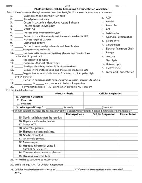 Cellular Respiration And Fermentation Worksheet