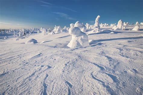 Snowy Forest With Strong Frozen Trees With A Blue Sky And Sun Light In