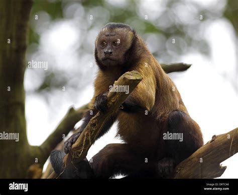 Tufted Capuchin Monkey Hi Res Stock Photography And Images Alamy