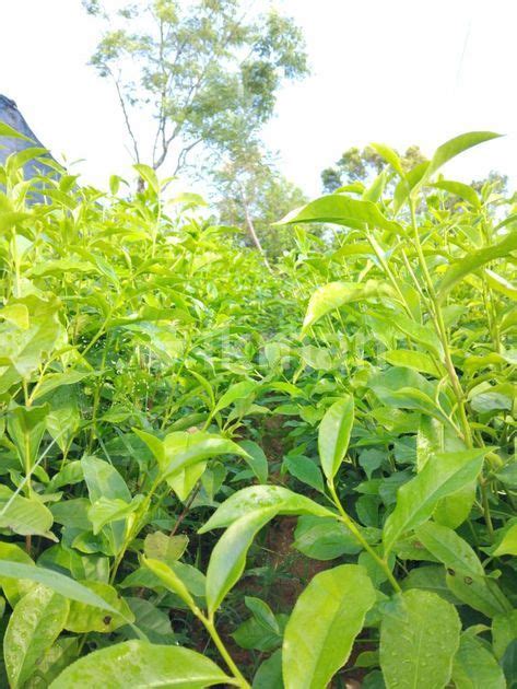 Tea Plant For Sale In Balangoda Ikman