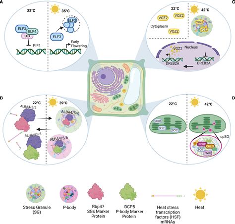 Frontiers Landscape Of Biomolecular Condensates In Heat Stress Responses