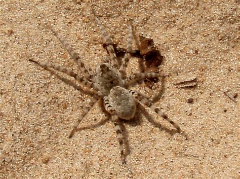 Wolf Spider Arctosa Littoralis Bugguide Net