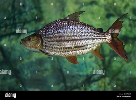 Goliath Tigerfish Hydrocynus Goliath Adult Captive Stock Photo Alamy