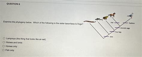 Solved Examine the phylogeny below. The circled group | Chegg.com