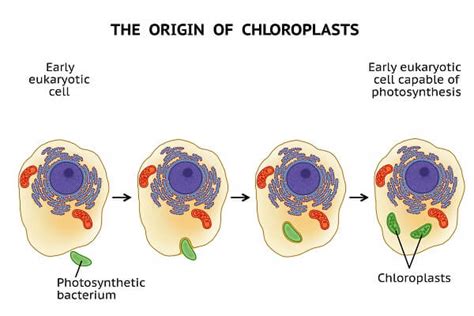 Origins Of Cell Compartmentalization Ap Biology Biology Dictionary