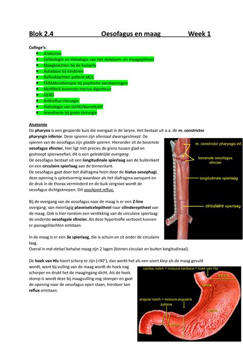 Week 1 Colleges Oesofagus En Maag Blok 2 Oesofagus En Maag Week 1