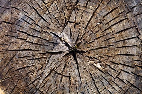 Wood Texture Round Cut Stock Photo Image Of Frame 115790744