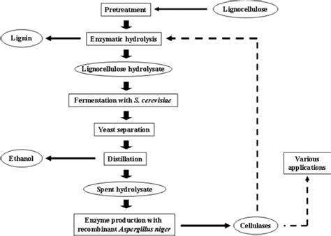 Schematic Representation Of The Experimental Approach And On Site