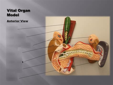 Vital organ: 1 Diagram | Quizlet