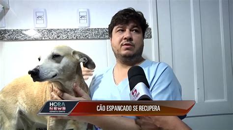 Cão espancado se recupera Record News ES YouTube