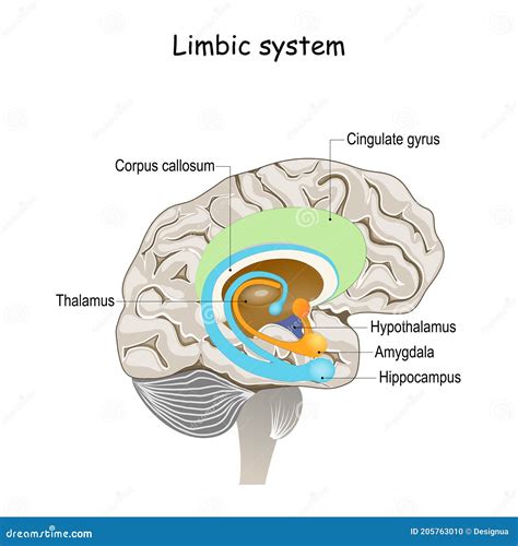 Sistema Límbico Sección Transversal Del Cerebro Humano Ilustración