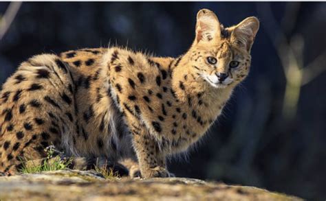 Serval Pet Breeders