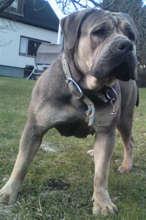 Boerboel Greatdogsite