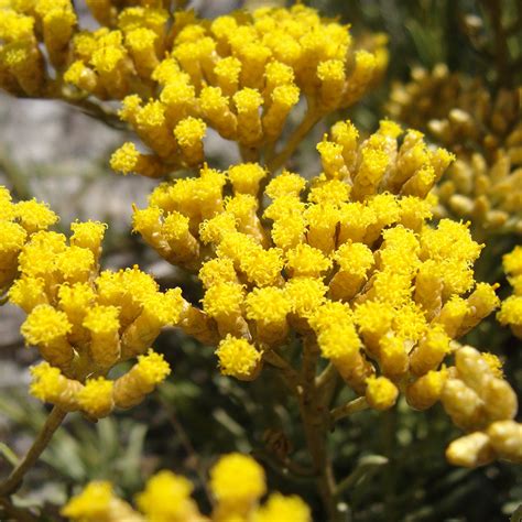 Helichrysum (Immortelle) Essential Oil | 100% Pure - Single Origin ...